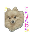 ポメラニアンこのはの日常2（個別スタンプ：3）