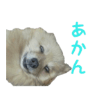 ポメラニアンこのはの日常2（個別スタンプ：8）