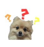 ポメラニアンこのはの日常2（個別スタンプ：9）
