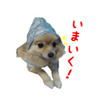 ポメラニアンこのはの日常2（個別スタンプ：12）