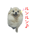ポメラニアンこのはの日常2（個別スタンプ：15）