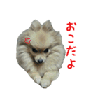 ポメラニアンこのはの日常2（個別スタンプ：17）