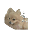 ポメラニアンこのはの日常2（個別スタンプ：18）