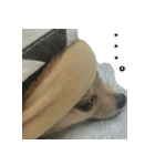 ポメラニアンこのはの日常2（個別スタンプ：19）