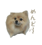 ポメラニアンこのはの日常2（個別スタンプ：23）