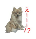 ポメラニアンこのはの日常2（個別スタンプ：29）