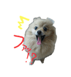 ポメラニアンこのはの日常2（個別スタンプ：30）