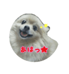 ポメラニアンこのはの日常2（個別スタンプ：31）