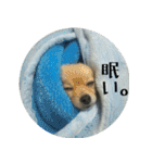 ポメラニアンこのはの日常2（個別スタンプ：33）