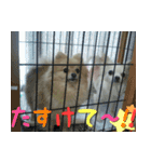 ポメラニアンこのはの日常2（個別スタンプ：37）