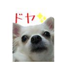 ポメラニアンこのはの日常2（個別スタンプ：39）