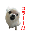 ポメラニアンこのはの日常2（個別スタンプ：40）