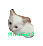 なにしてるの？？（個別スタンプ：1）