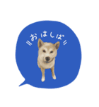 柴や style（個別スタンプ：2）