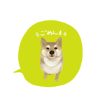 柴や style（個別スタンプ：6）