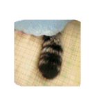 わんこさんずとにゃんこさんず（個別スタンプ：3）
