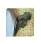 わんこさんずとにゃんこさんず（個別スタンプ：17）