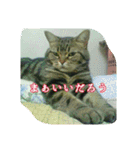 わんこさんずとにゃんこさんず（個別スタンプ：19）