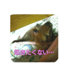 わんこさんずとにゃんこさんず（個別スタンプ：24）