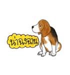 Funny Beagle (Thai version)（個別スタンプ：11）