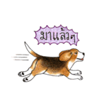 Funny Beagle (Thai version)（個別スタンプ：12）