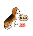 Funny Beagle (Thai version)（個別スタンプ：13）