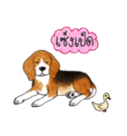 Funny Beagle (Thai version)（個別スタンプ：17）