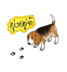 Funny Beagle (Thai version)（個別スタンプ：19）