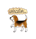 Funny Beagle (Thai version)（個別スタンプ：21）