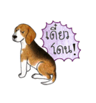 Funny Beagle (Thai version)（個別スタンプ：22）