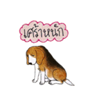 Funny Beagle (Thai version)（個別スタンプ：24）