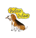 Funny Beagle (Thai version)（個別スタンプ：27）