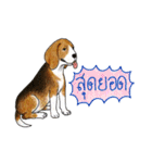 Funny Beagle (Thai version)（個別スタンプ：30）