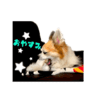 チワワのトアすん（個別スタンプ：7）