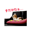 チワワのトアすん（個別スタンプ：8）
