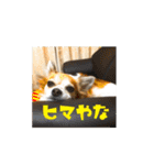 チワワのトアすん（個別スタンプ：9）