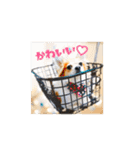 チワワのトアすん（個別スタンプ：13）