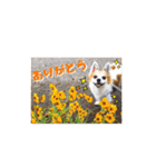 チワワのトアすん（個別スタンプ：15）
