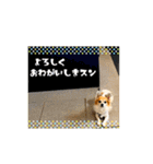 チワワのトアすん（個別スタンプ：16）