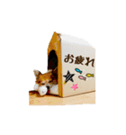 チワワのトアすん（個別スタンプ：18）