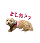 チワワのトアすん（個別スタンプ：19）