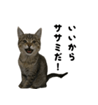 猫の征十郎2（個別スタンプ：1）