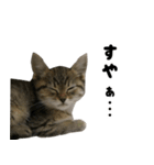 猫の征十郎2（個別スタンプ：3）