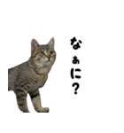 猫の征十郎2（個別スタンプ：4）