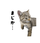 猫の征十郎2（個別スタンプ：7）