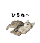 猫の征十郎2（個別スタンプ：9）