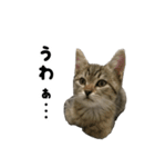 猫の征十郎2（個別スタンプ：11）