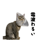 猫の征十郎2（個別スタンプ：12）