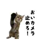 猫の征十郎2（個別スタンプ：13）