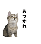 猫の征十郎2（個別スタンプ：16）
